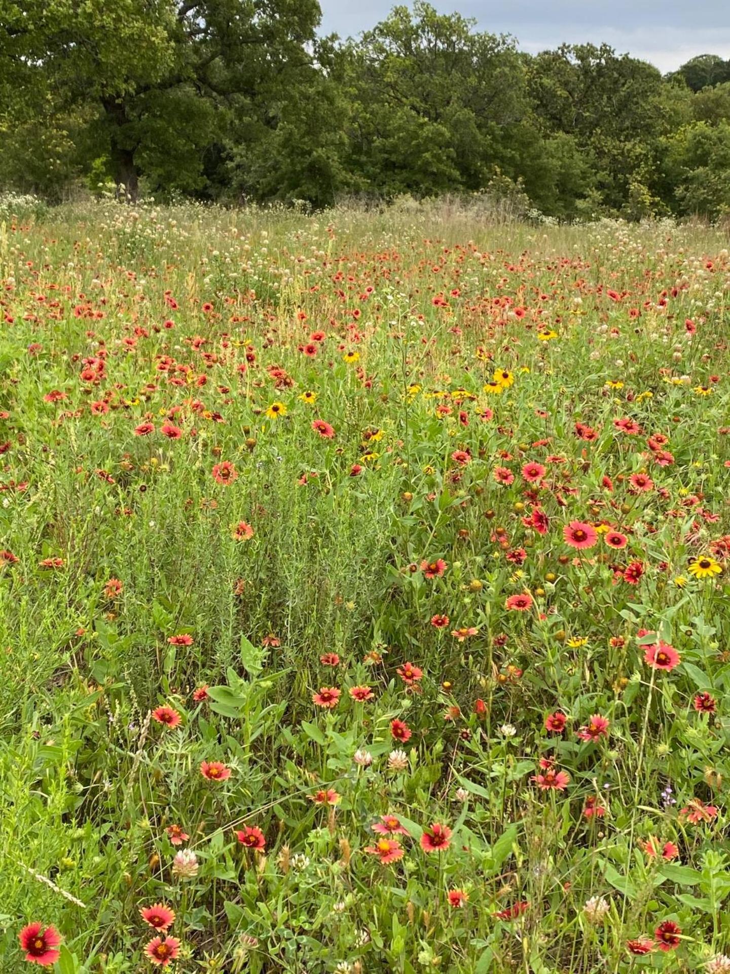 Nature Retreateclectic Country Boho Farmhouse Nocona Esterno foto
