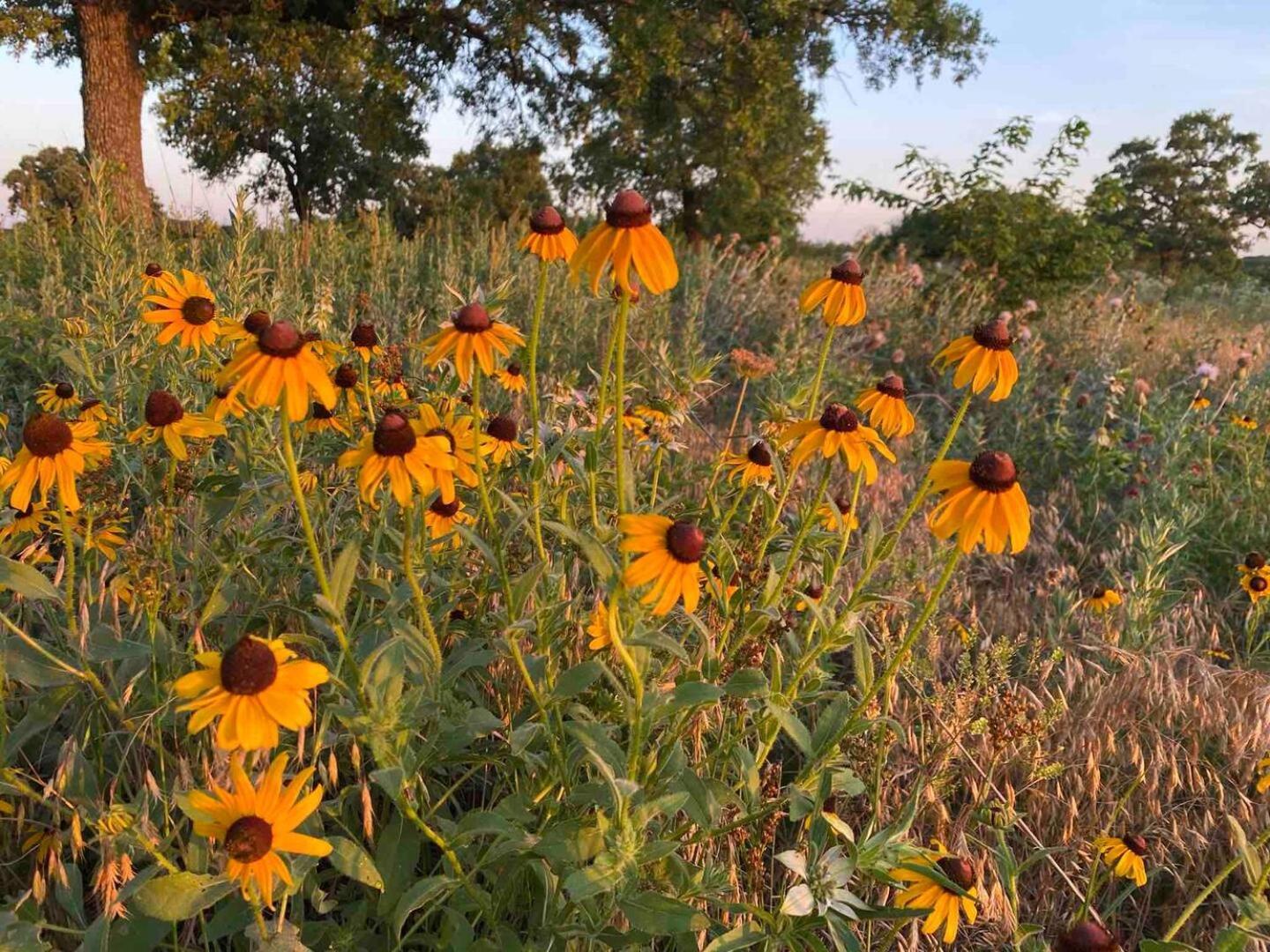 Nature Retreateclectic Country Boho Farmhouse Nocona Esterno foto