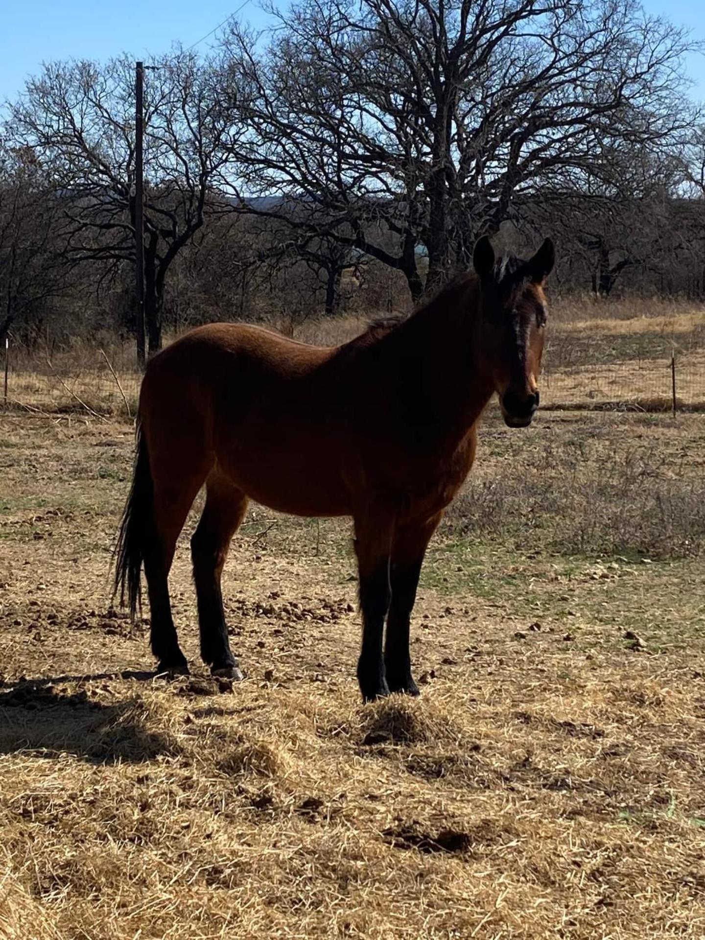 Nature Retreateclectic Country Boho Farmhouse Nocona Esterno foto