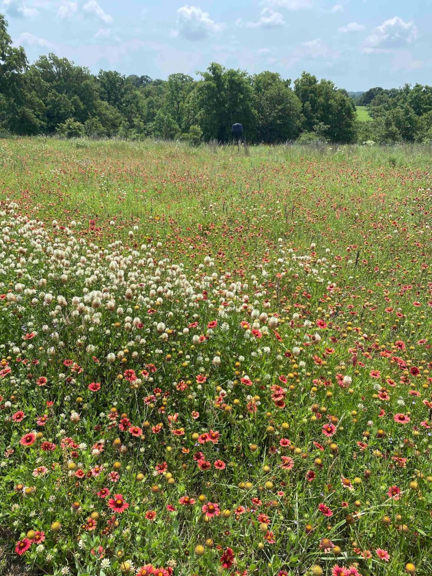 Nature Retreateclectic Country Boho Farmhouse Nocona Esterno foto